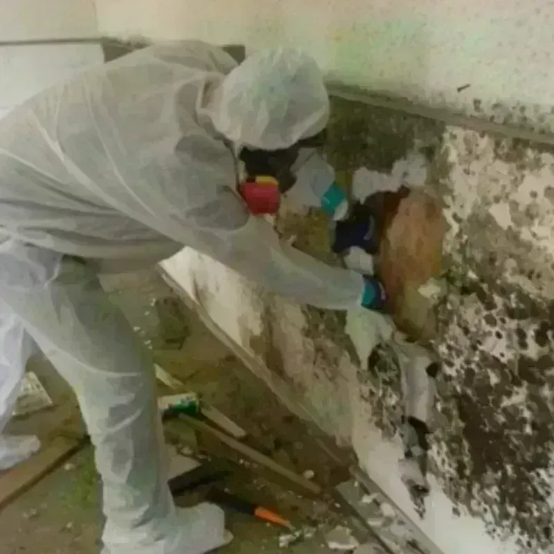 Mold Remediation and Removal in West Rancho Dominguez, CA